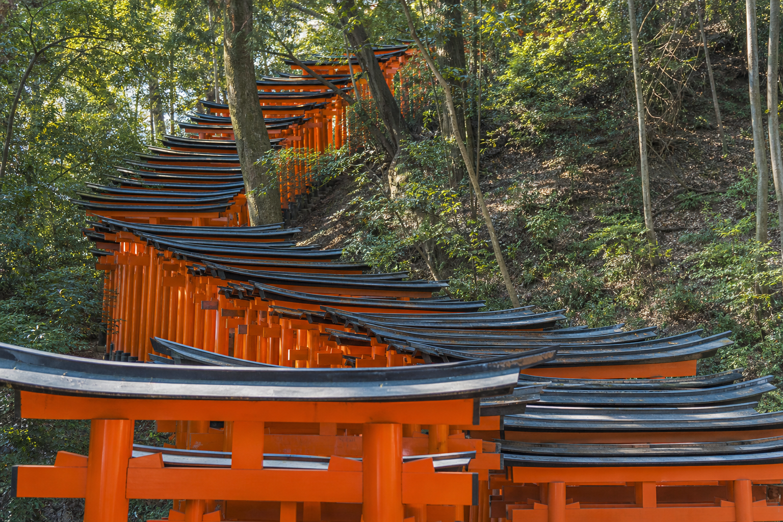 Vermilion torii gates at a shrine in Kyoto